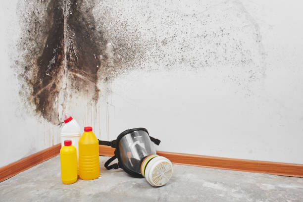 Attic Mold Removal in St Anthony, MN