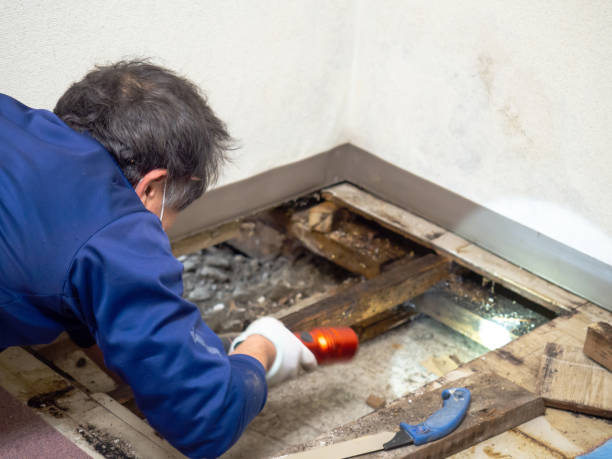 Trusted St Anthony, MN Mold Removal Experts