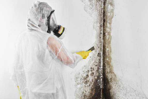 Best Office Mold Removal Services  in St Anthony, MN