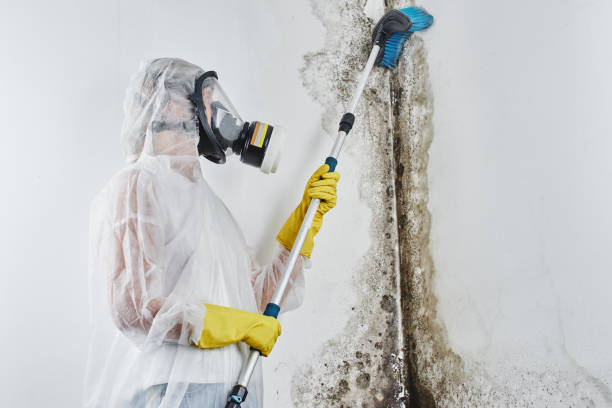 Best Toxic Mold Removal  in St Anthony, MN
