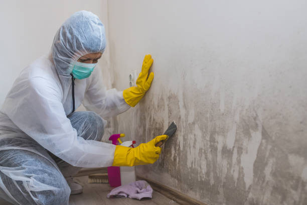 Best Mold Remediation  in St Anthony, MN