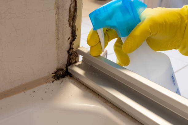 Best Professional Mold Removal  in St Anthony, MN