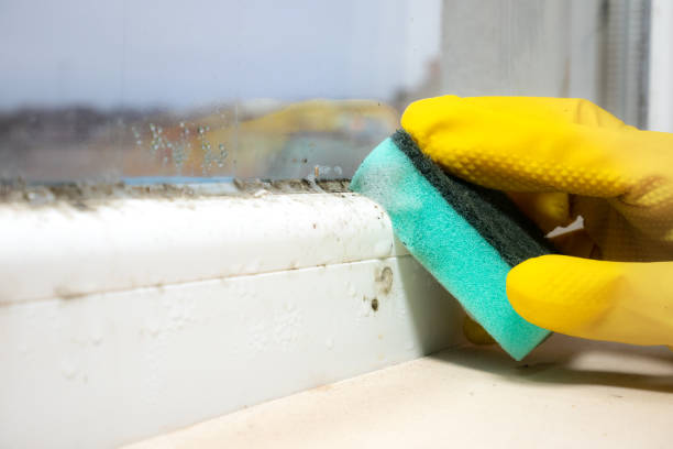 Best Commercial Mold Removal  in St Anthony, MN