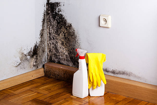 Best Residential Mold Removal  in St Anthony, MN