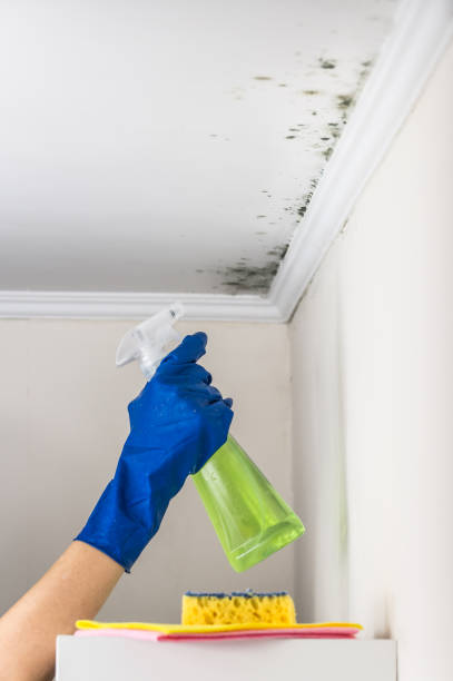 Best Black Mold Removal  in St Anthony, MN